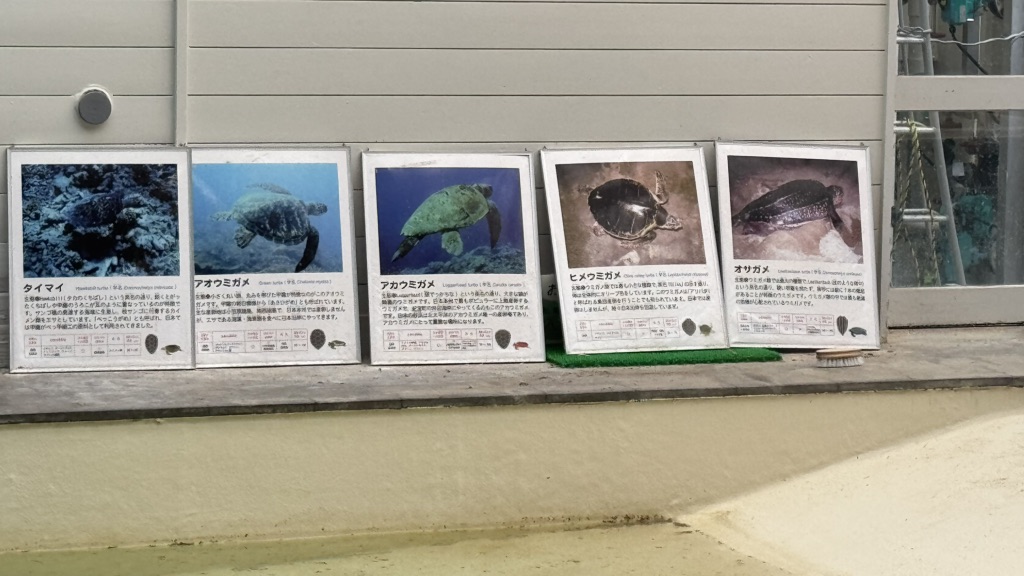 道の駅 紀宝町ウミガメ公園の写真
