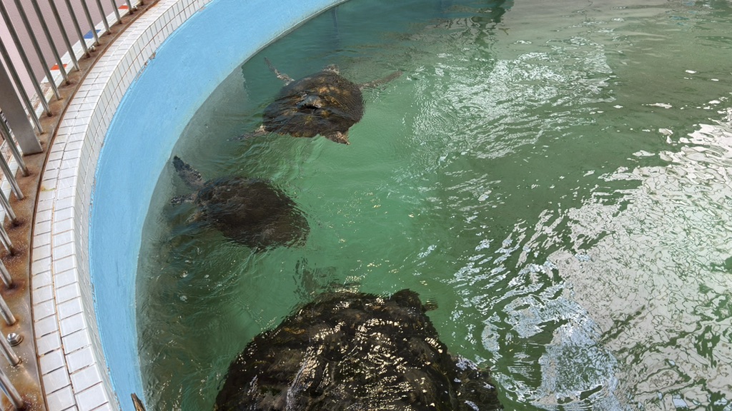 道の駅 紀宝町ウミガメ公園の写真