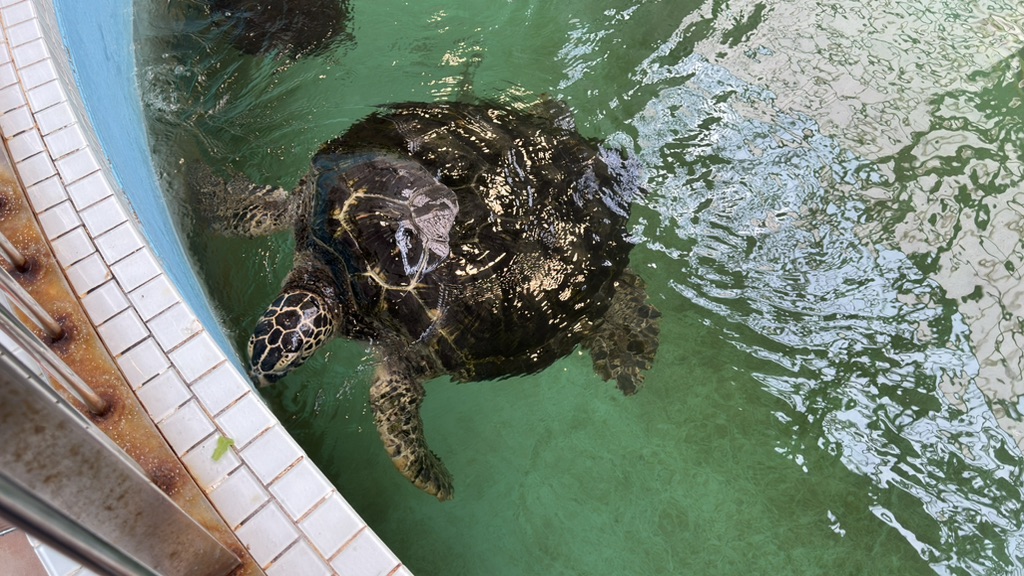道の駅 紀宝町ウミガメ公園の写真
