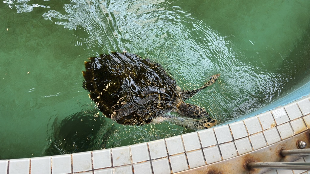 道の駅 紀宝町ウミガメ公園の写真