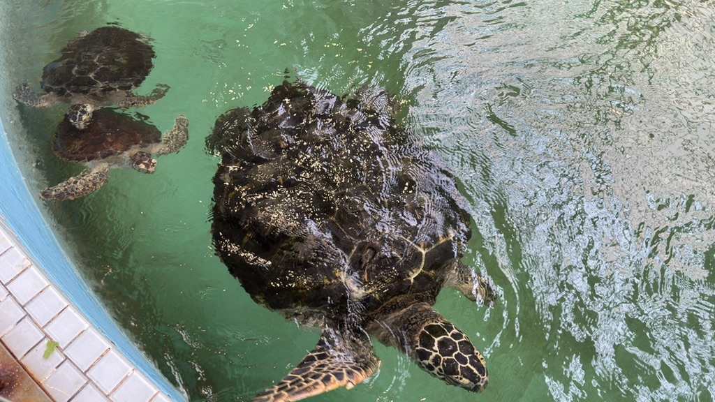 道の駅 紀宝町ウミガメ公園の写真