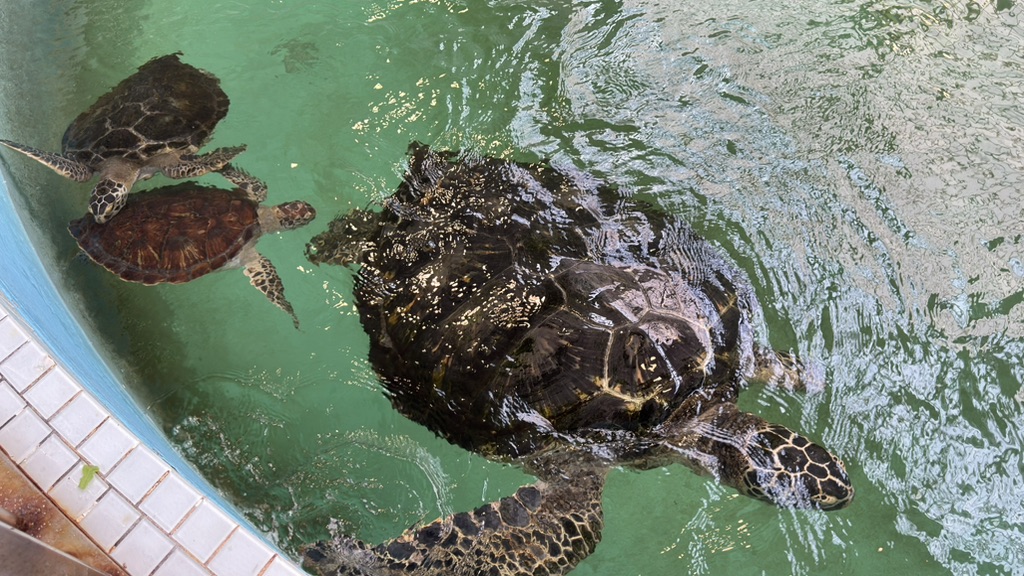 道の駅 紀宝町ウミガメ公園の写真
