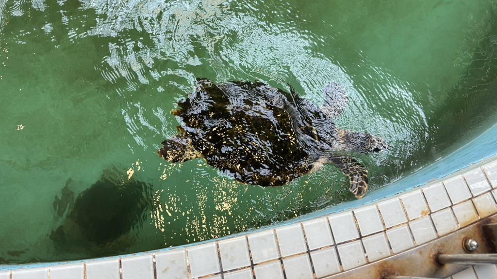 道の駅 紀宝町ウミガメ公園の写真