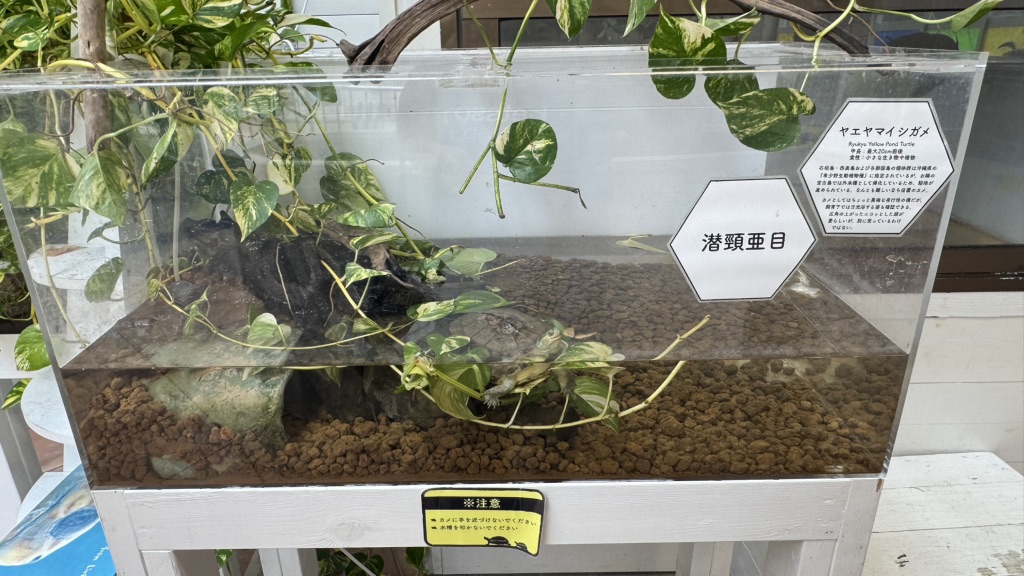 道の駅 紀宝町ウミガメ公園の写真