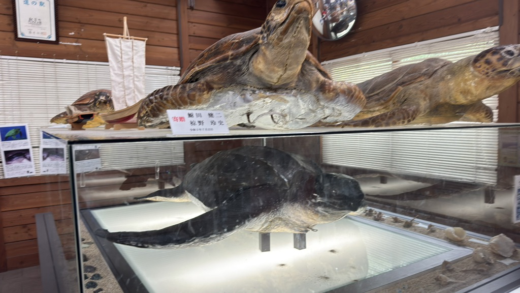 道の駅 紀宝町ウミガメ公園の写真
