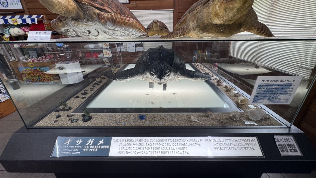 道の駅 紀宝町ウミガメ公園の写真
