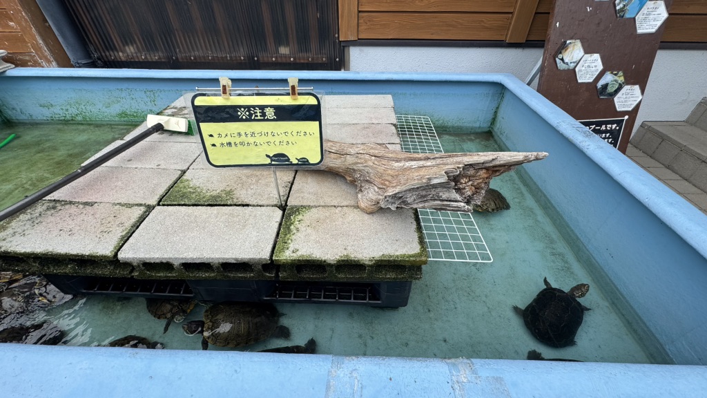 道の駅 紀宝町ウミガメ公園の写真