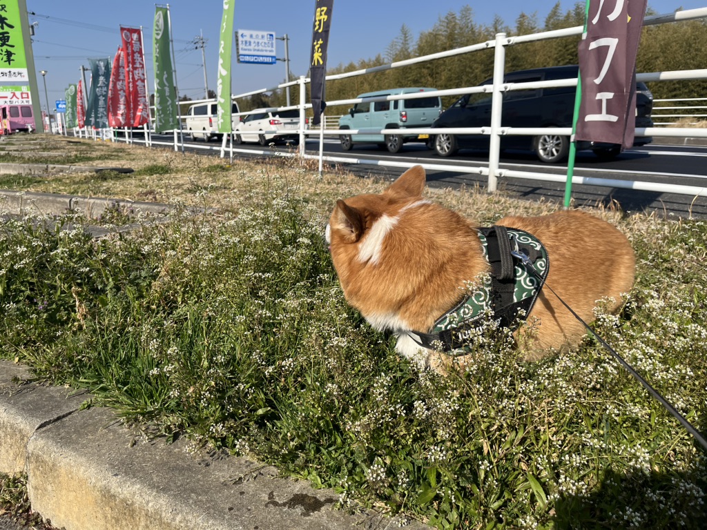 道の駅 木更津うまくたの里の写真