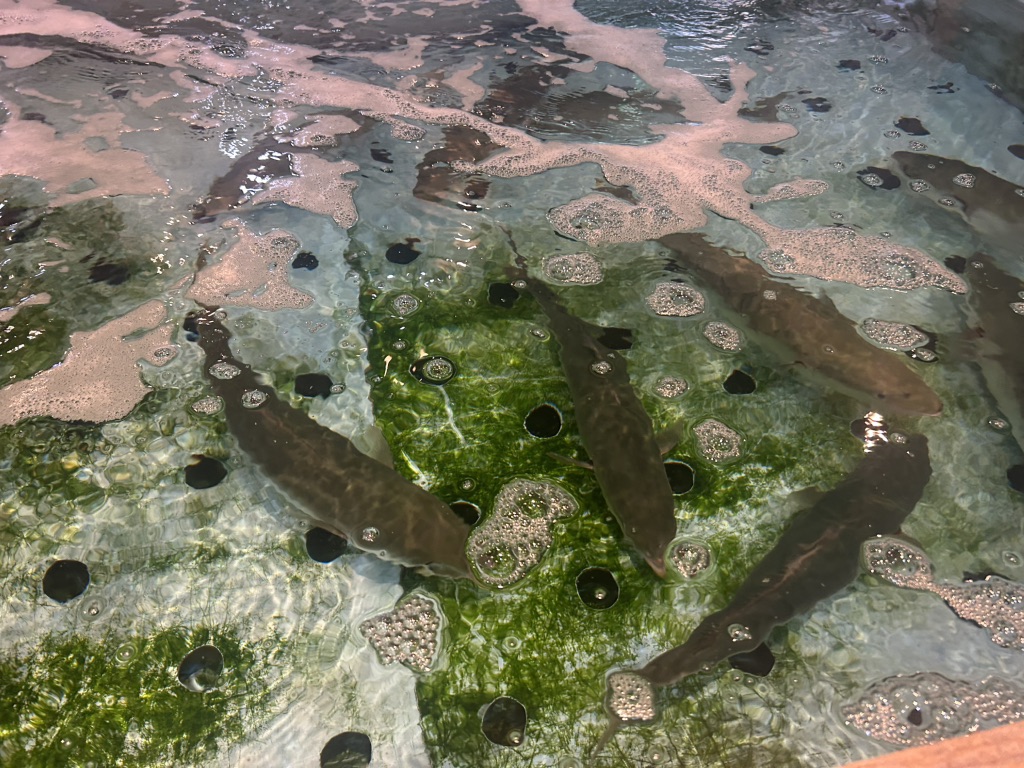 道の駅 鷹ら島の写真
