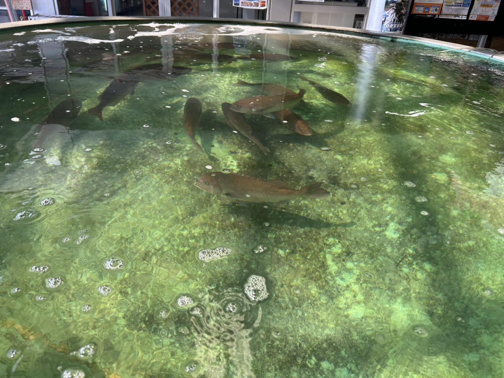 道の駅 今治市多々羅しまなみ公園の写真