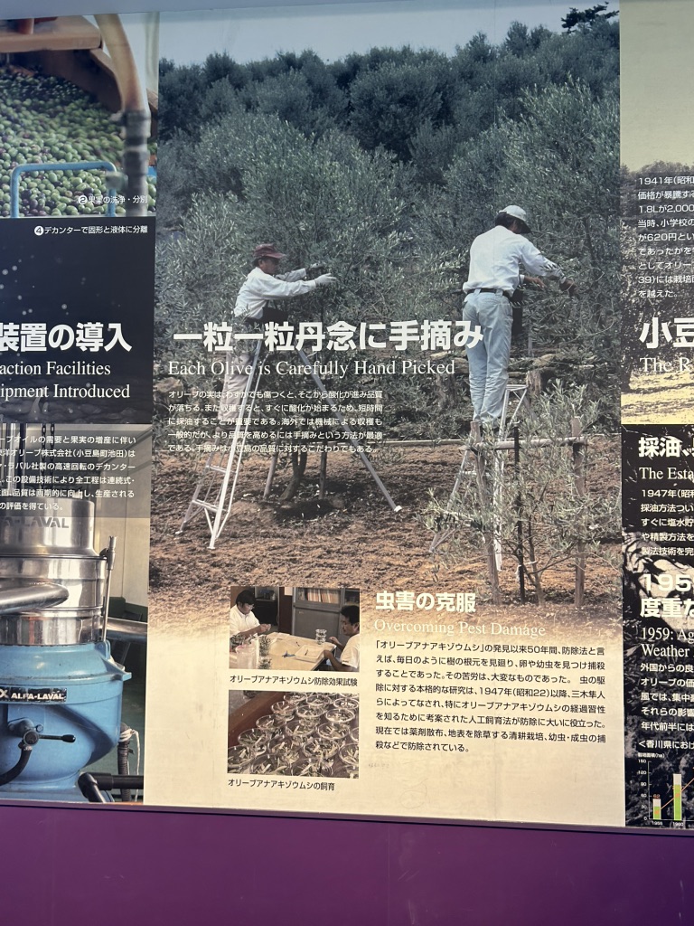 道の駅 小豆島オリーブ公園の写真
