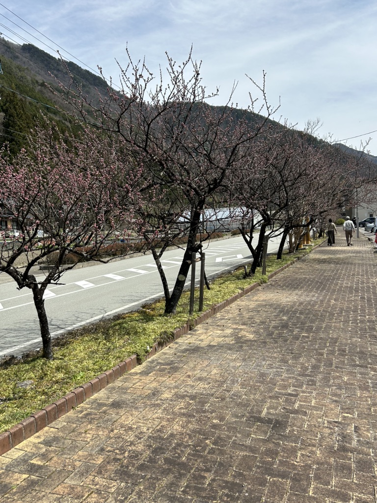 道の駅 南飛騨小坂の写真