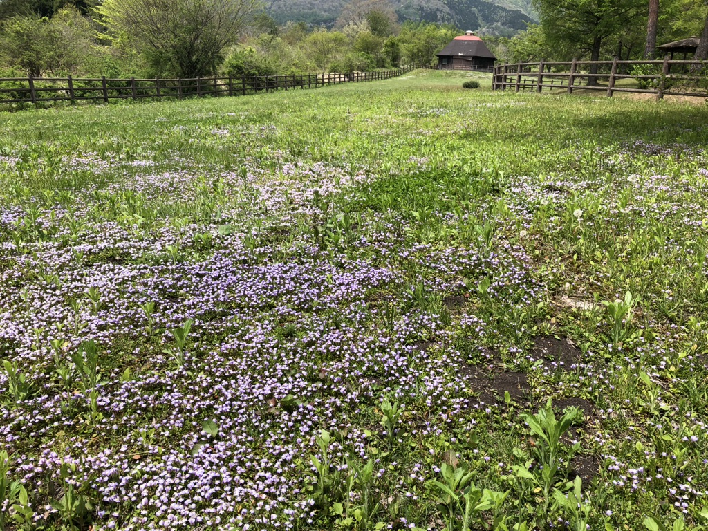道の駅 蒜山高原の写真