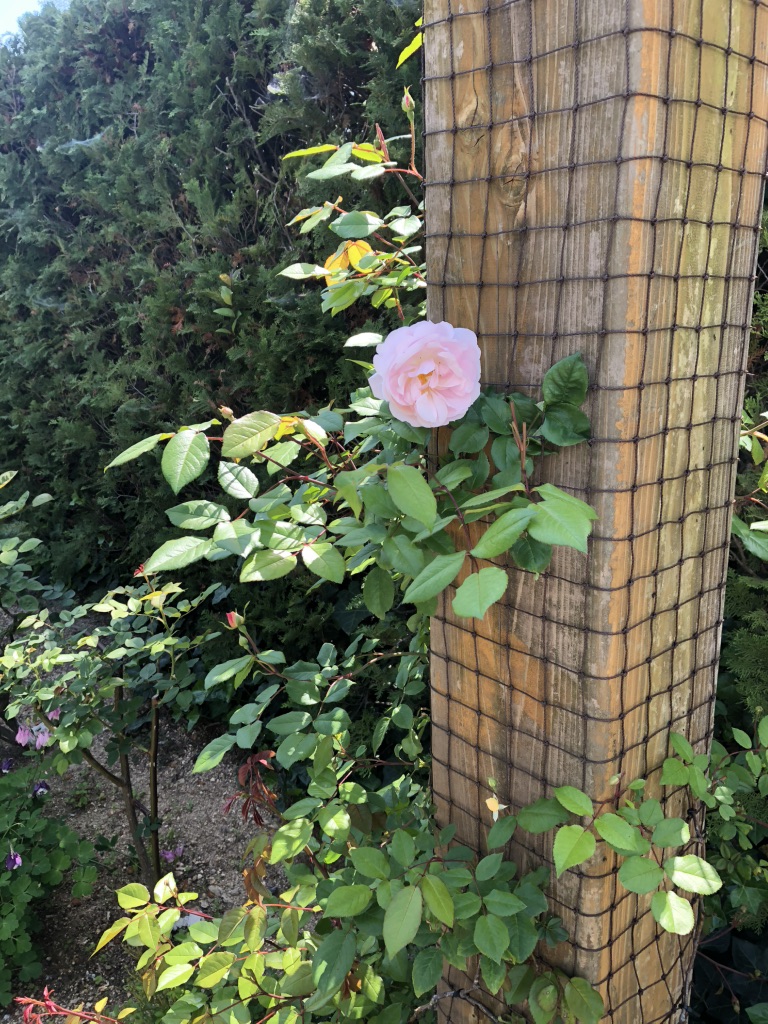 道の駅 みやま公園の写真