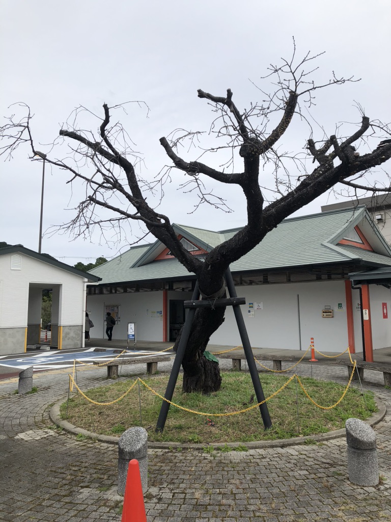 道の駅 なちの写真