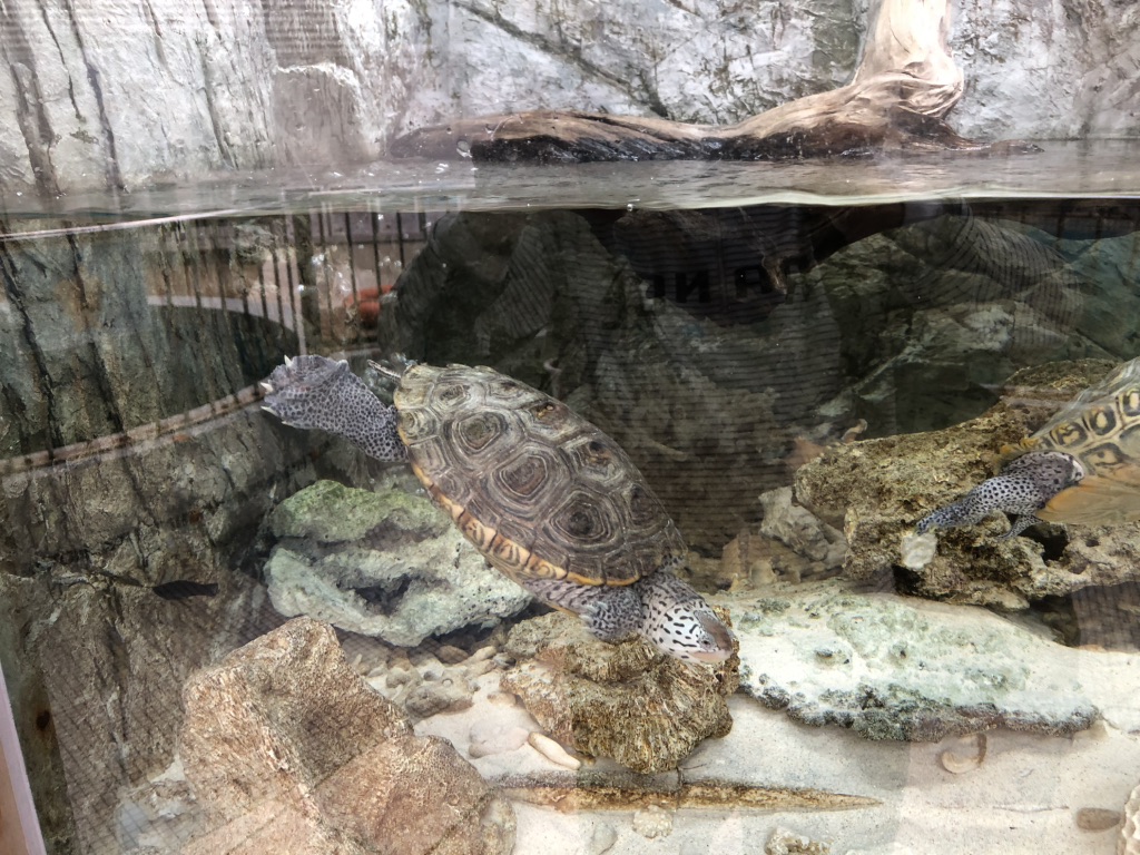 道の駅 紀宝町ウミガメ公園の写真
