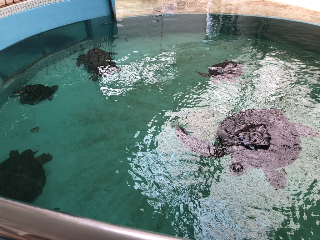 道の駅 紀宝町ウミガメ公園の写真