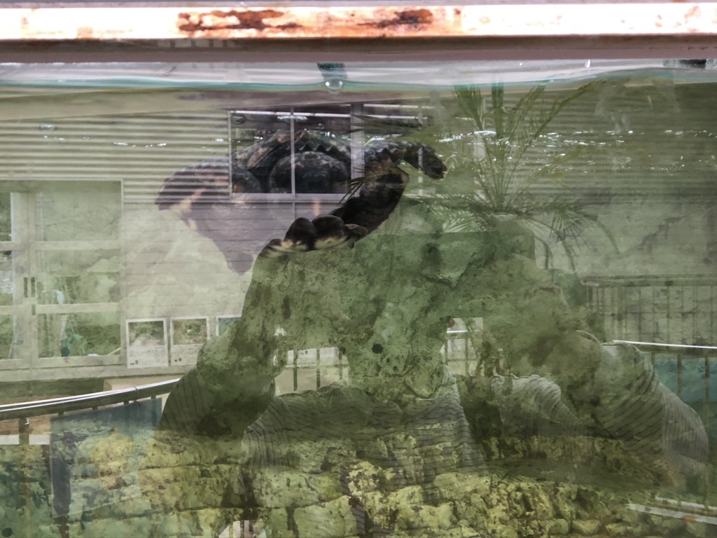 道の駅 紀宝町ウミガメ公園の写真