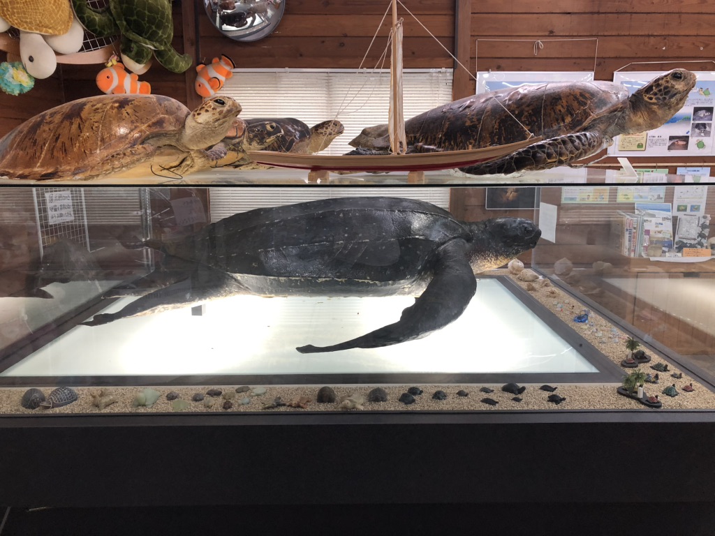 道の駅 紀宝町ウミガメ公園の写真