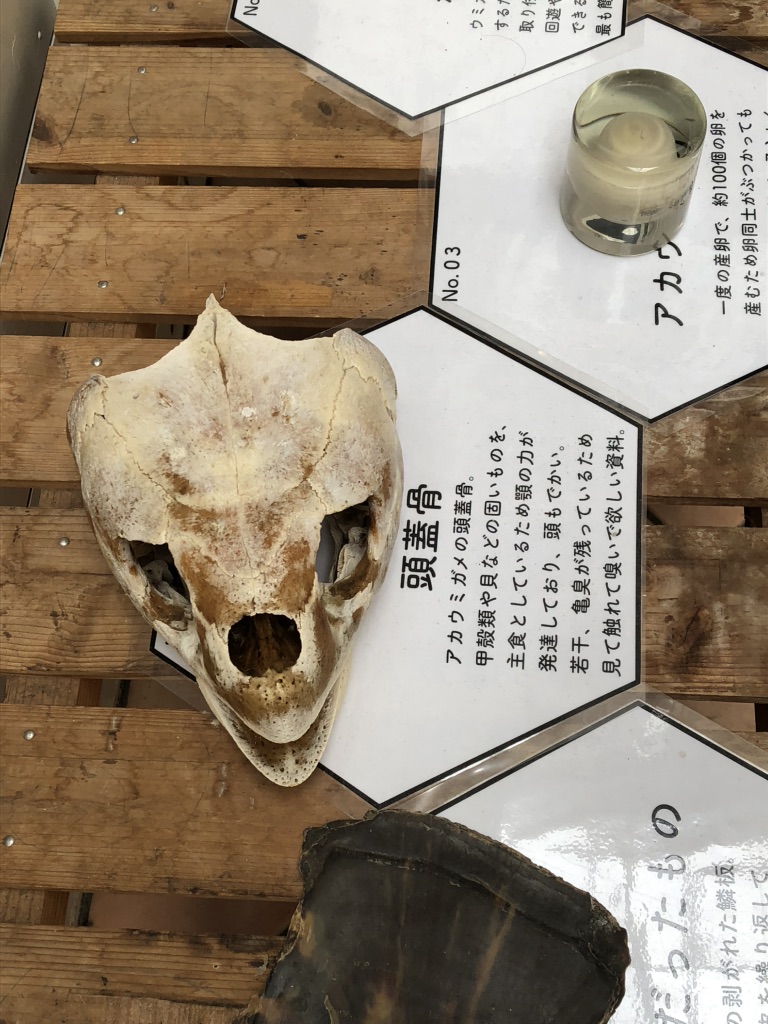 道の駅 紀宝町ウミガメ公園の写真