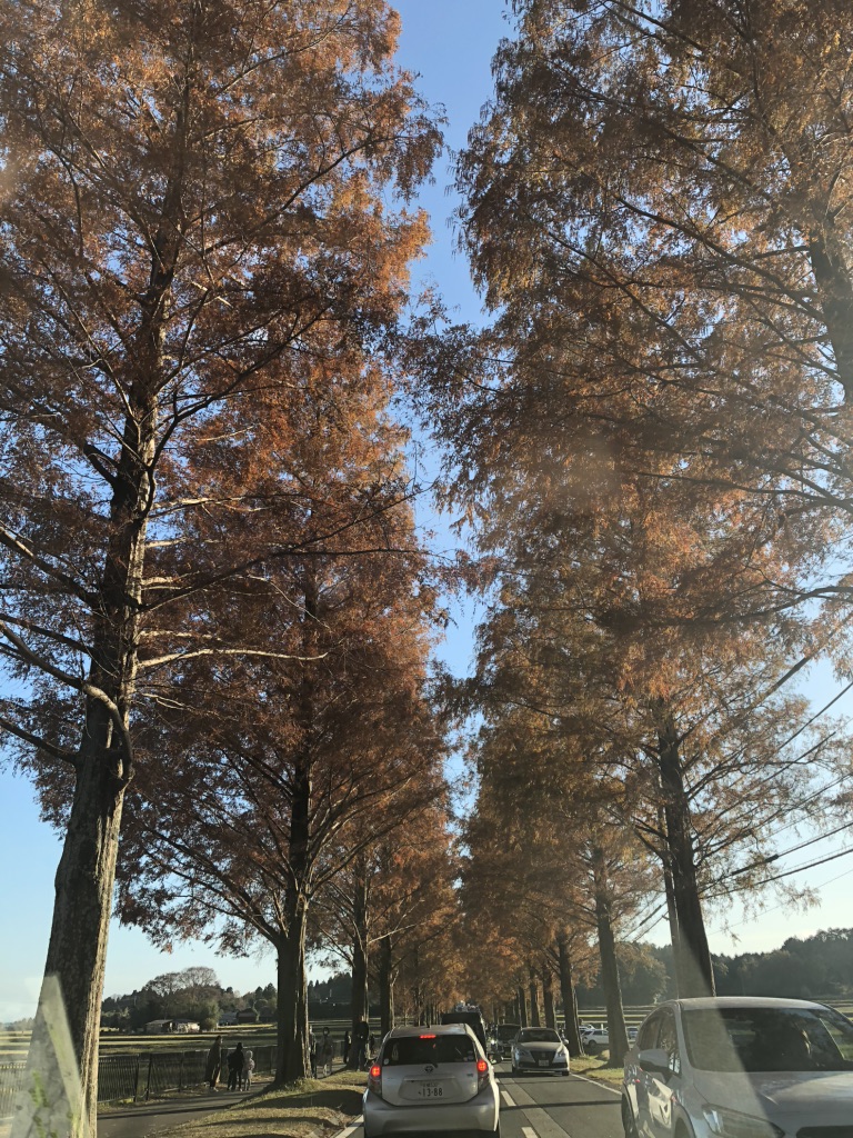 道の駅 マキノ追坂峠の写真