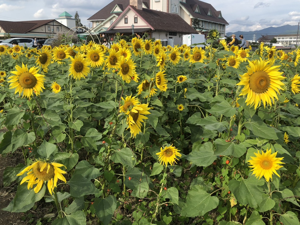 道の駅 東近江市あいとうマーガレットステーションの写真
