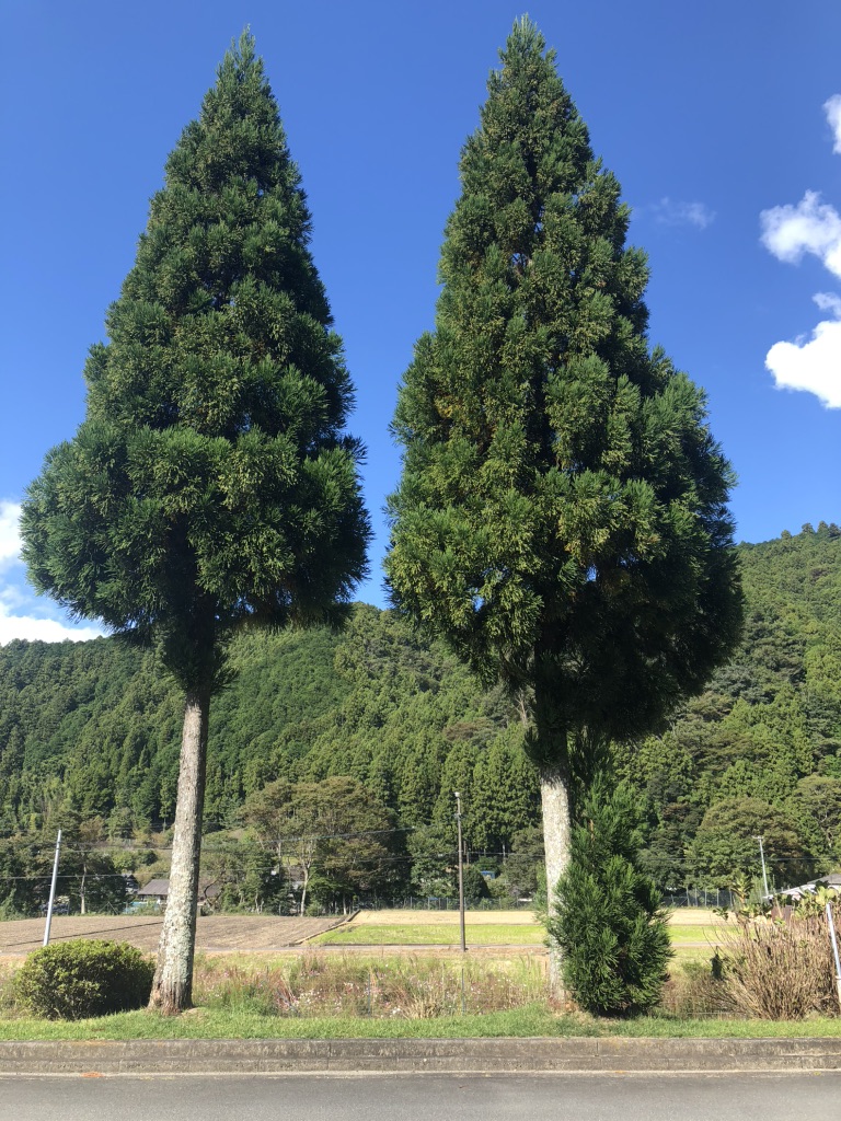 道の駅 美杉の写真