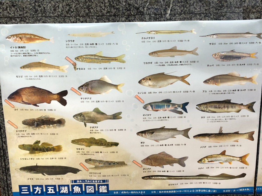 道の駅 三方五湖の写真