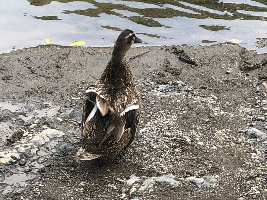 道の駅 水の郷日高川　龍游の写真