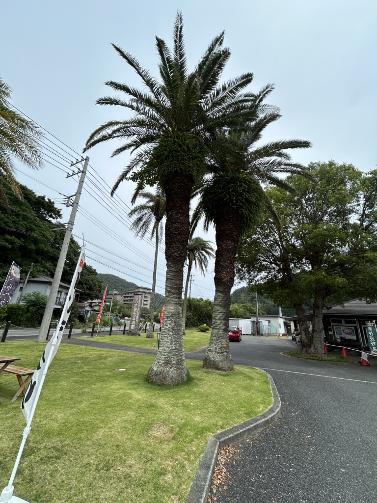 道の駅 下賀茂温泉　湯の花の写真