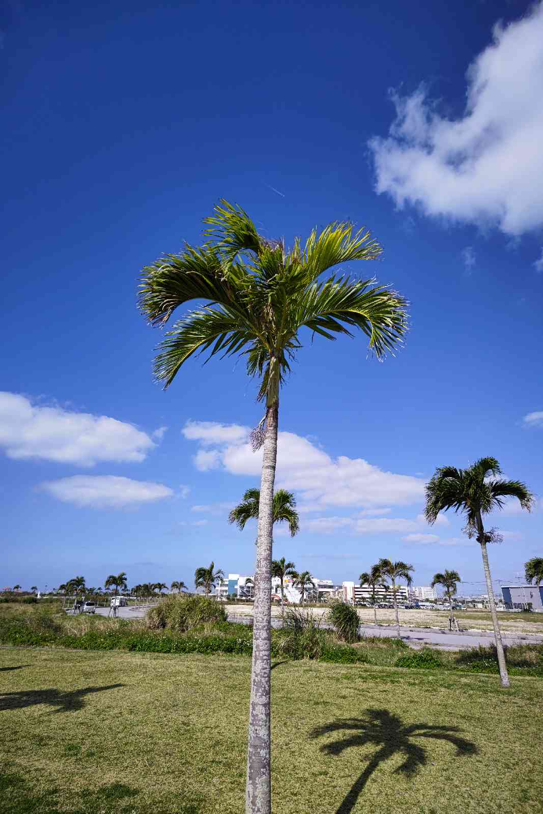 投稿された画像