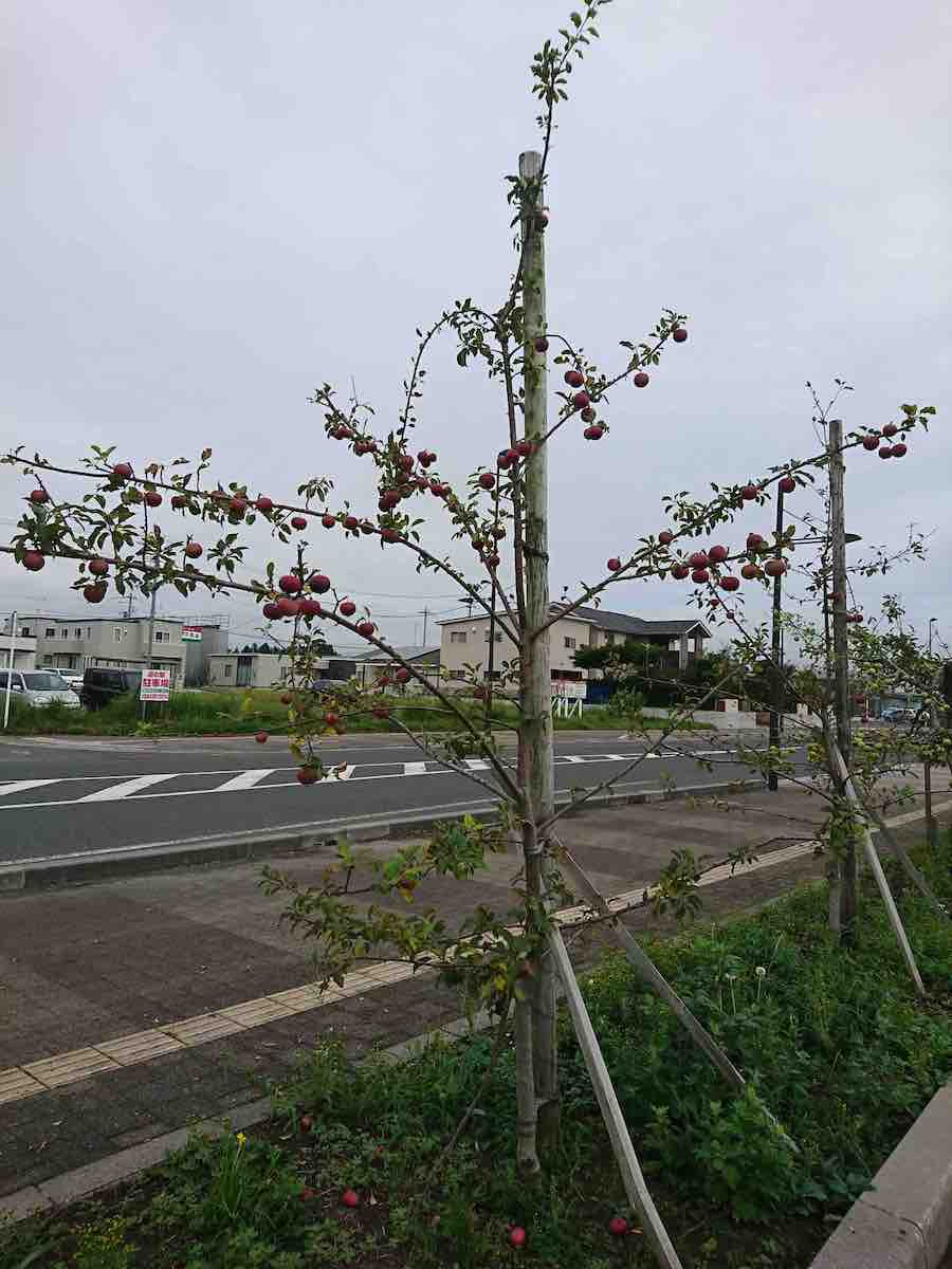 投稿された画像