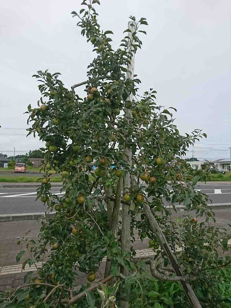 投稿された画像