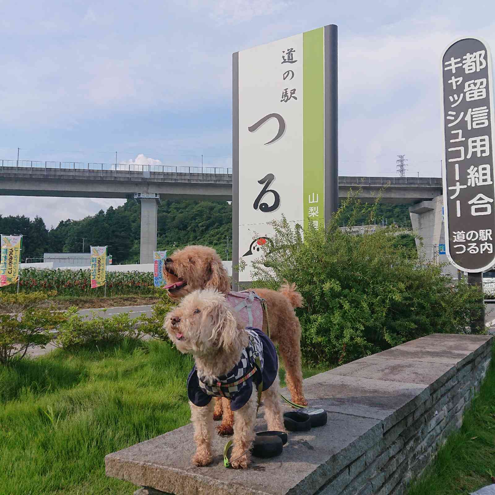 投稿された画像