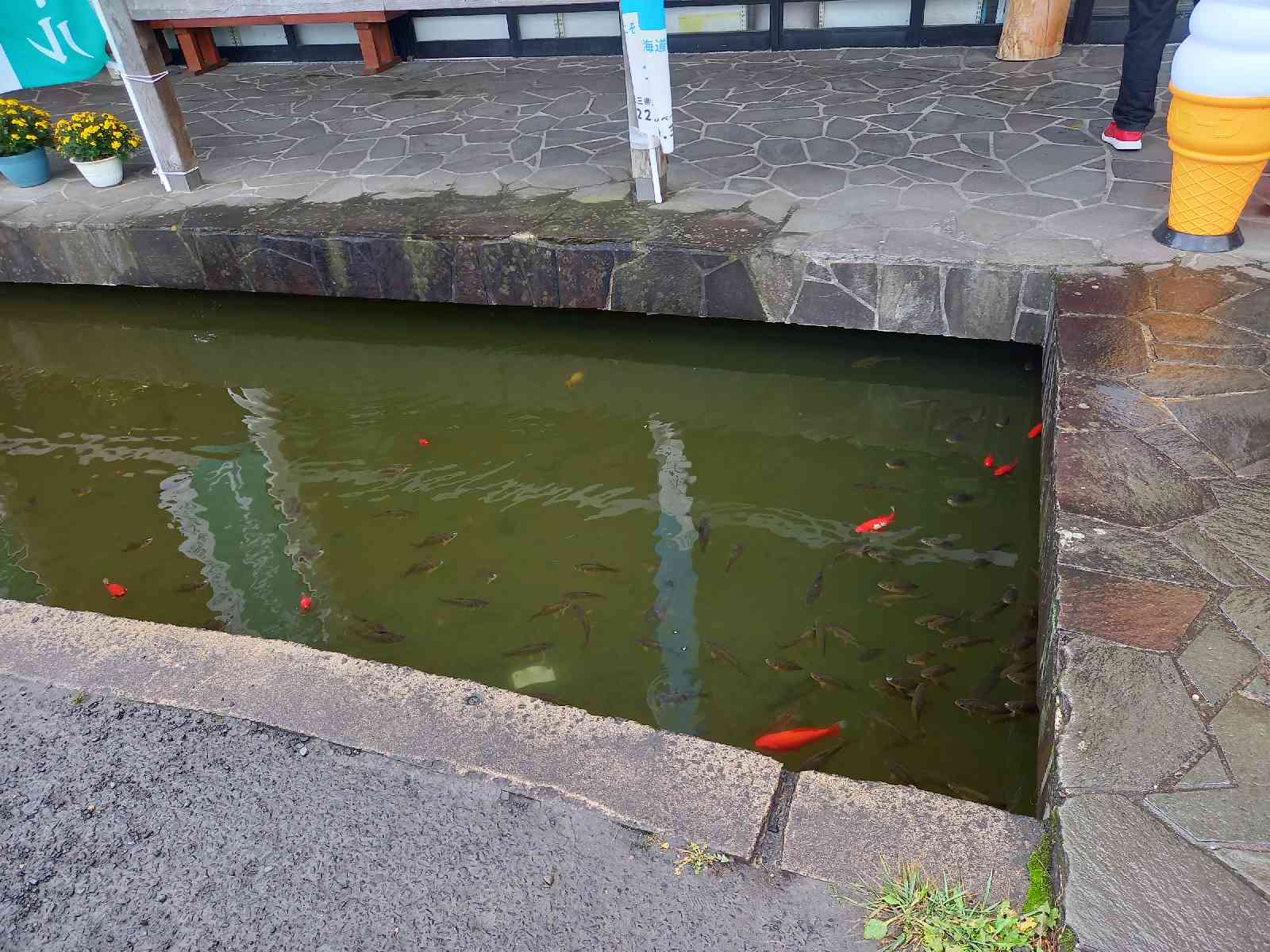 投稿された画像