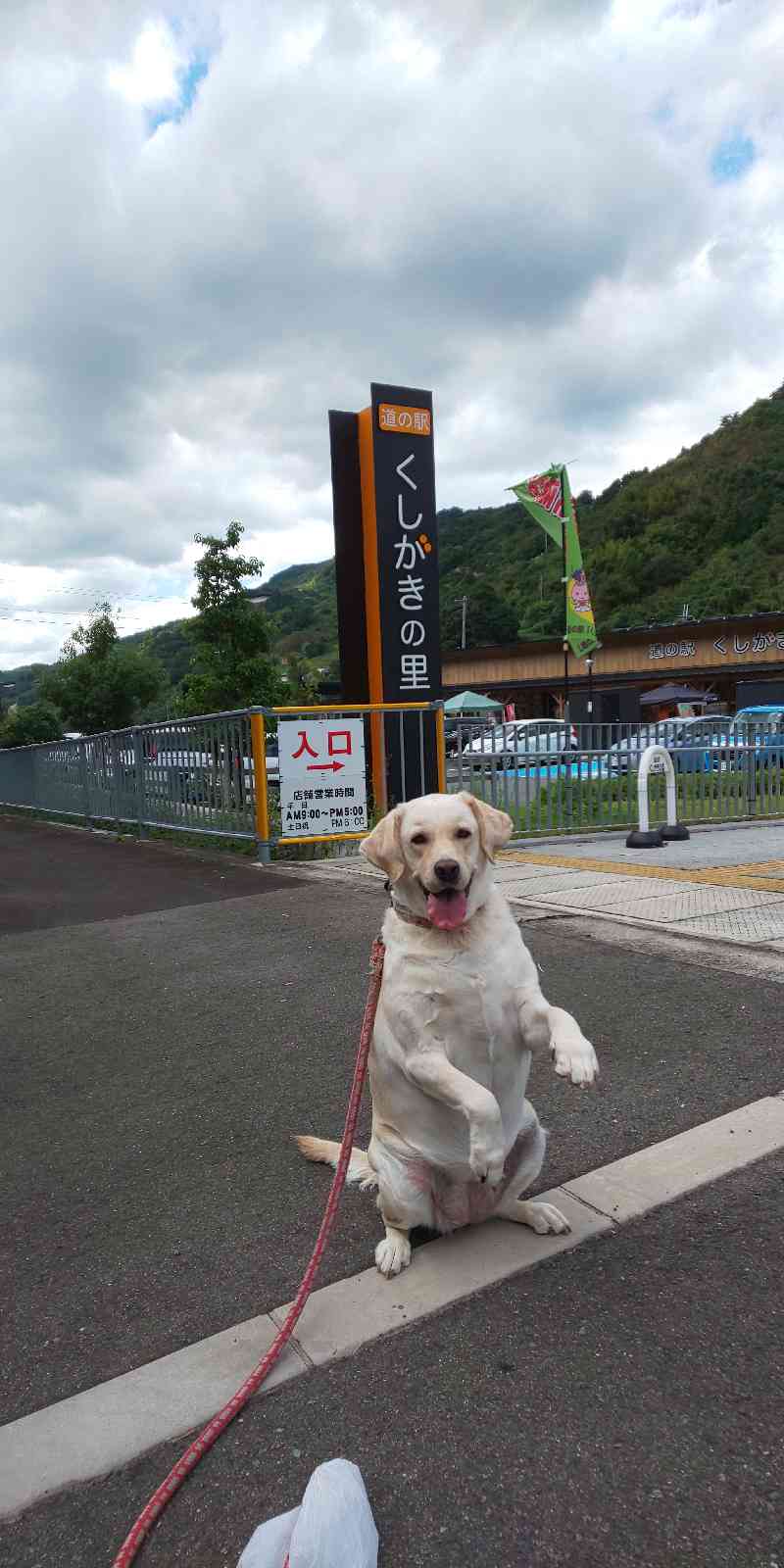 投稿された画像