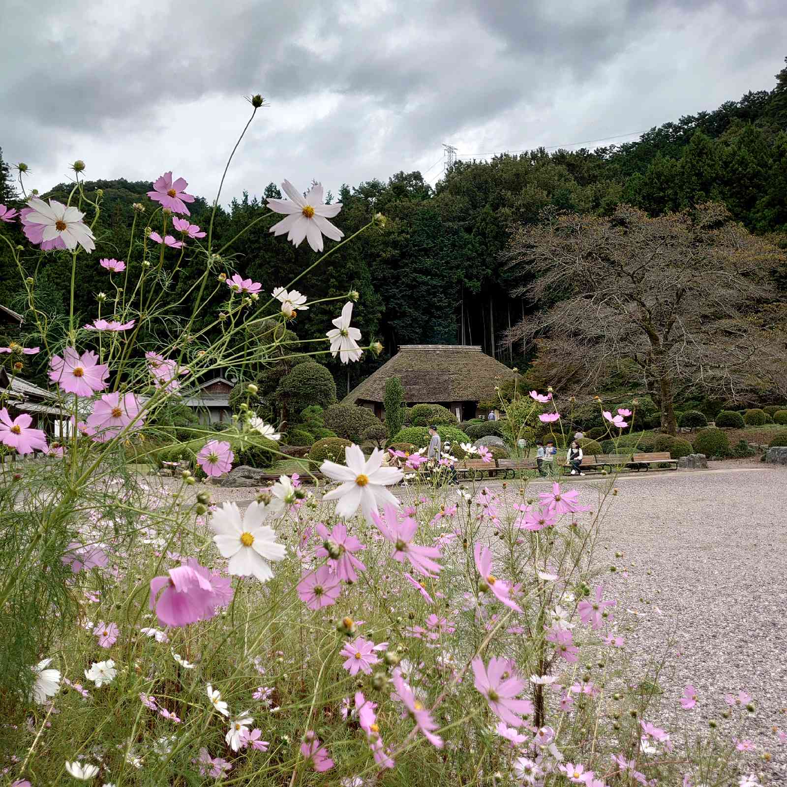 投稿された画像