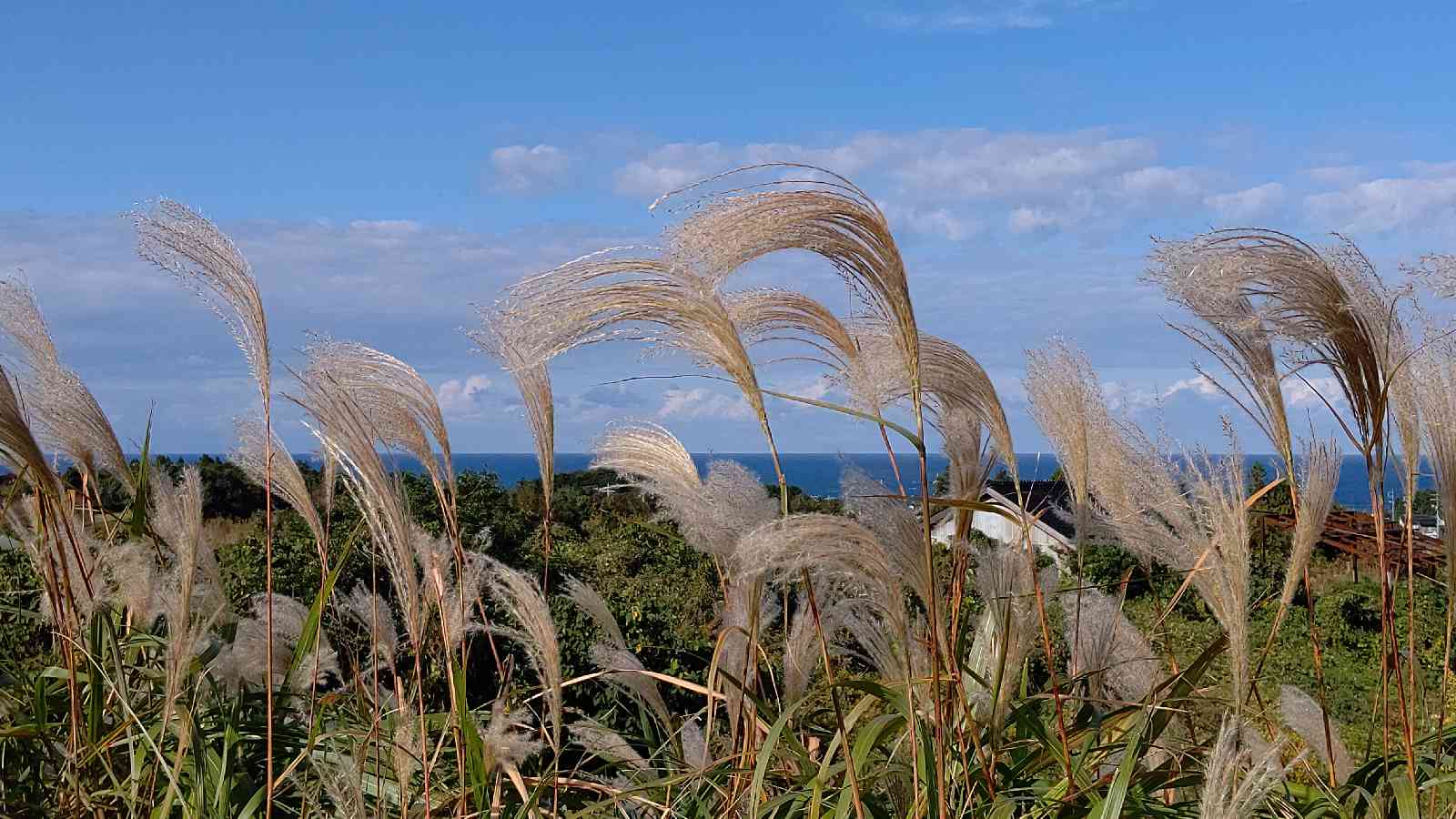 投稿された画像
