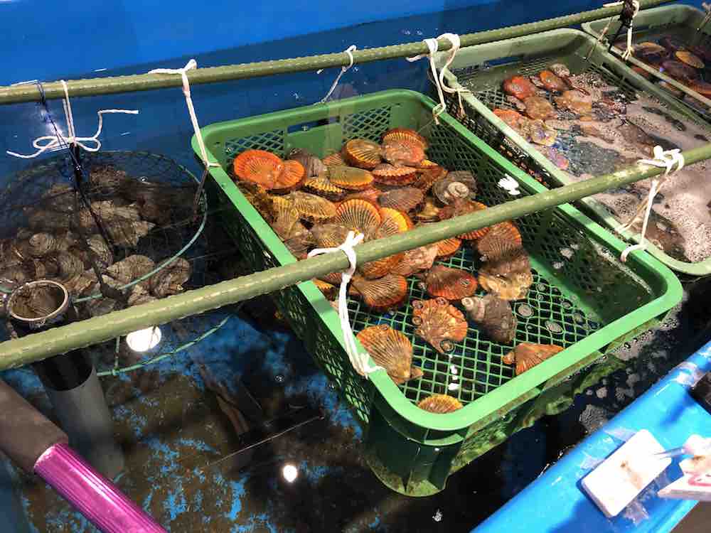 投稿された画像