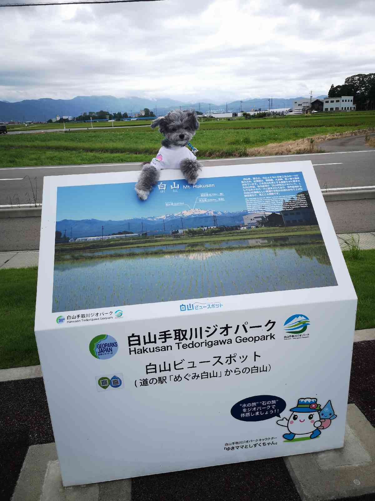 投稿された画像