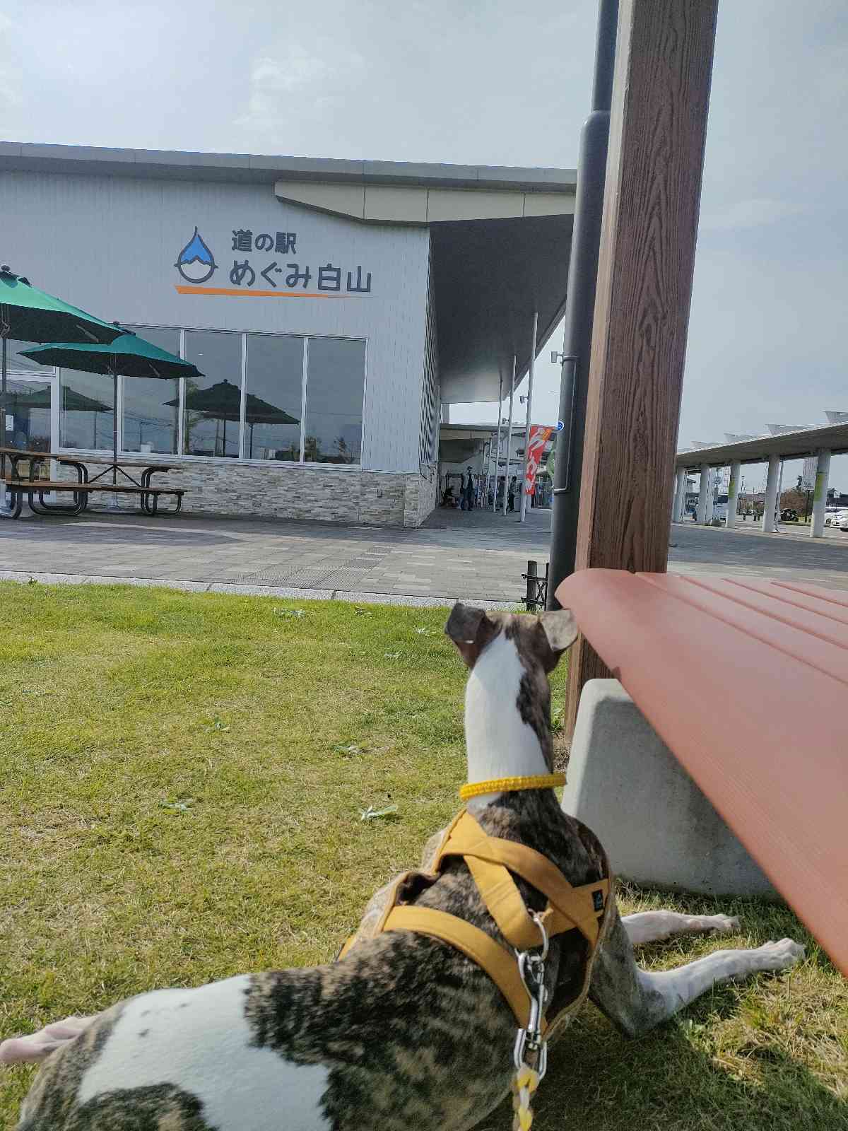 道の駅 めぐみ白山の写真