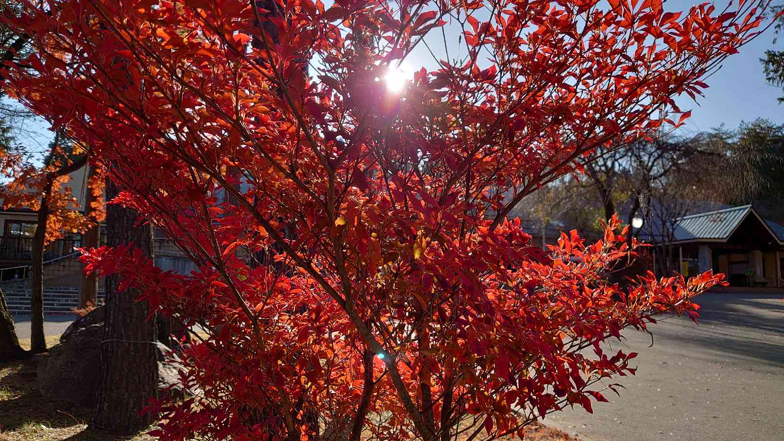 投稿された画像