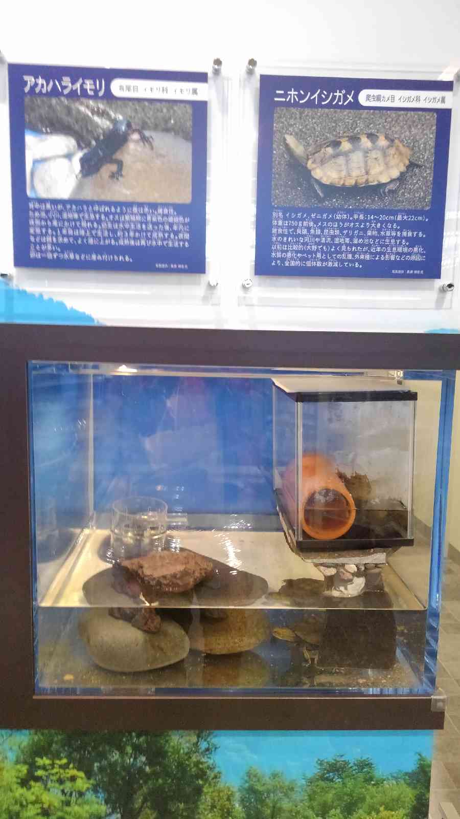 投稿された画像