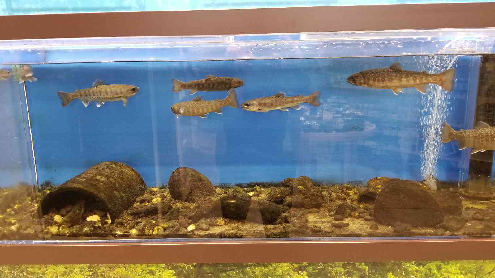 投稿された画像