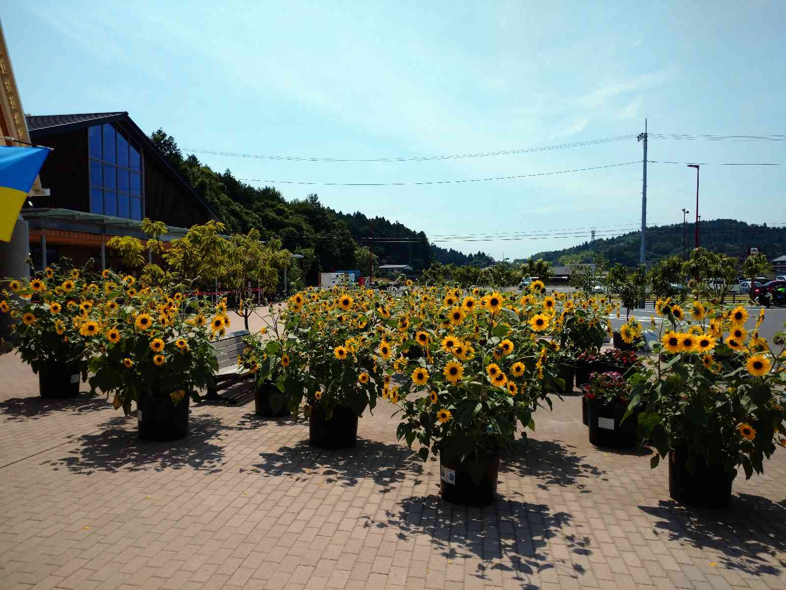 投稿された画像