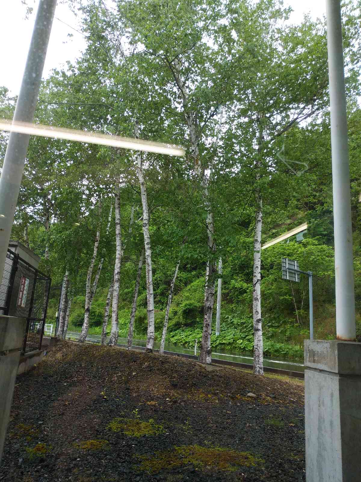投稿された画像