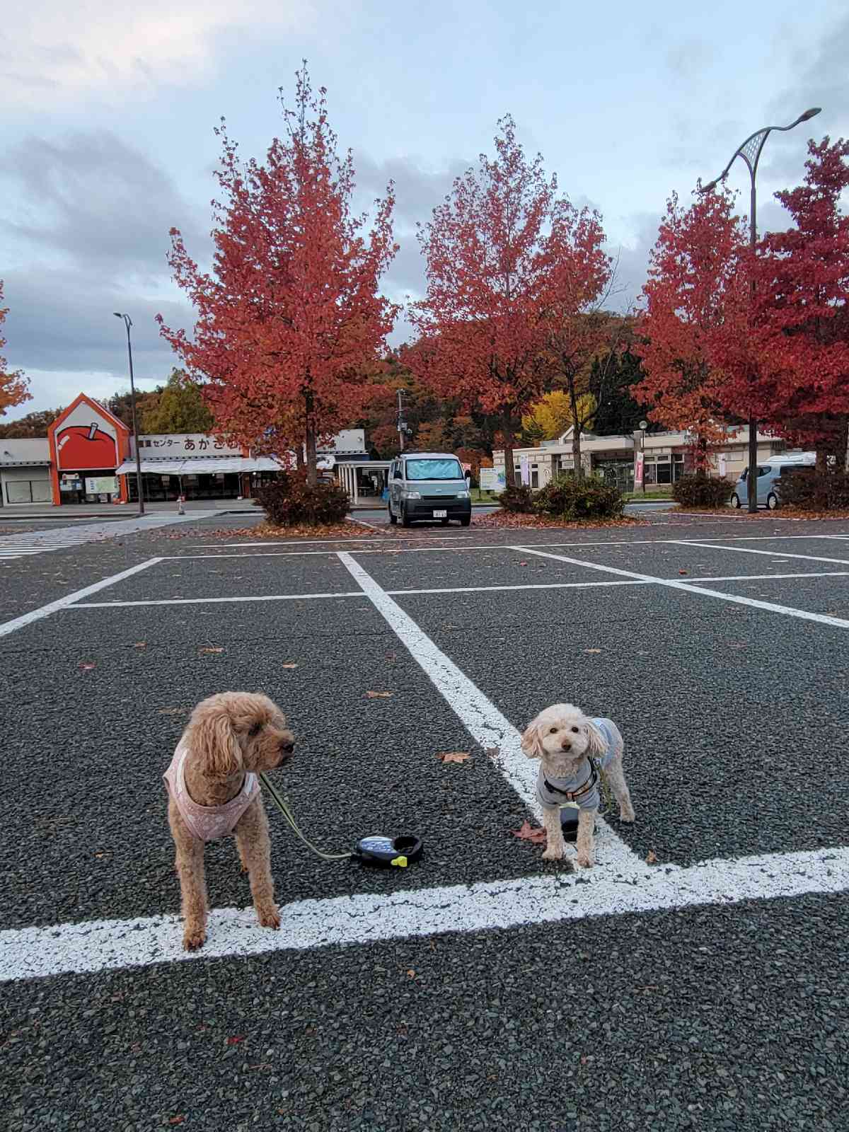 投稿された画像