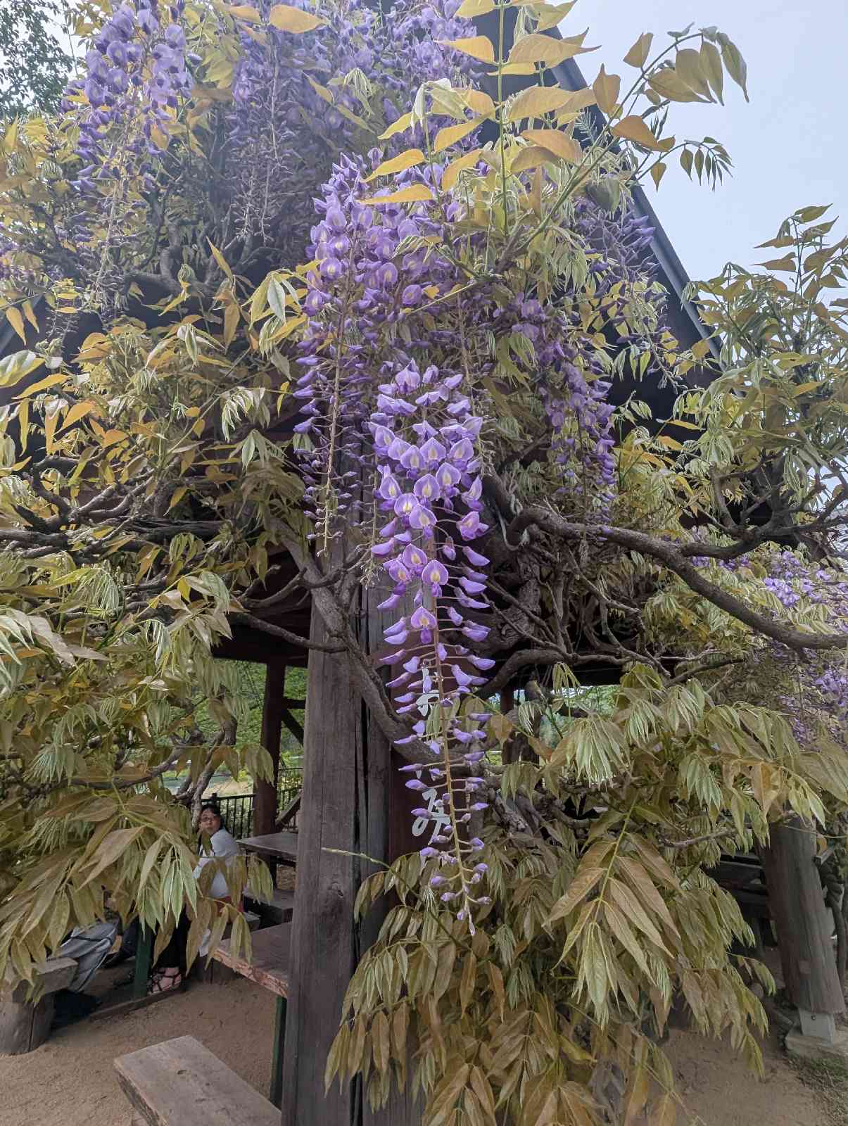 道の駅 白鷹ヤナ公園の写真