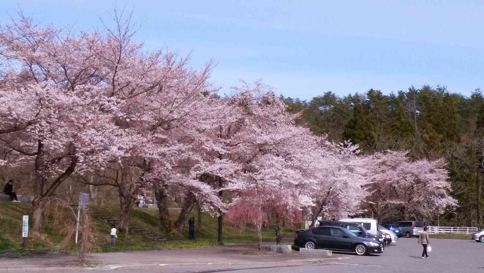 投稿された画像