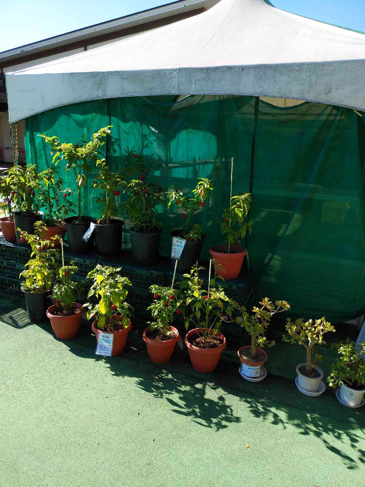 投稿された画像